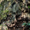 Levá