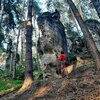Picea abies