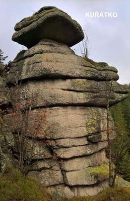 kuřátko