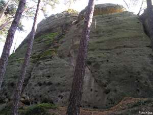 Velbloudice
