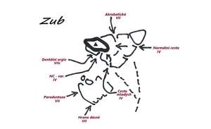 Horní skály - Zub Horní skály - Zub